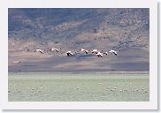 07IntoNgorongoro - 097 * Lesser Flamingos on the shore of Lake Magadi.